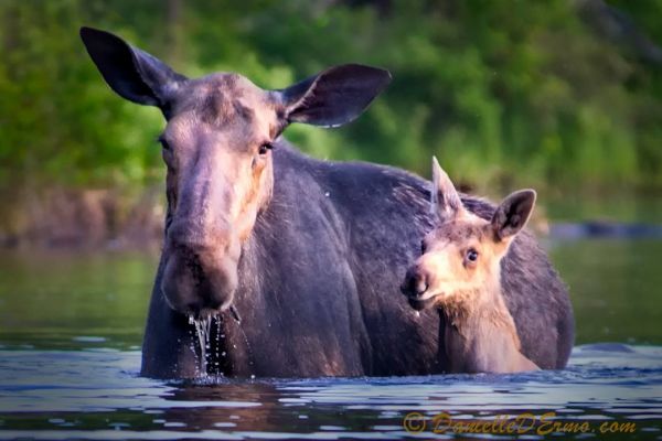 moosehead lake hotels